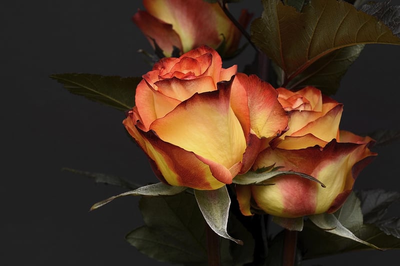 Botanical Arrangements